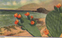 Panini Cactus & Desert Plants Postcard Postcard