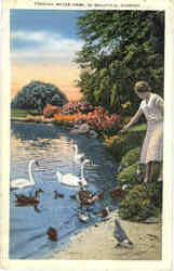 Feeding Water Fowl in Beautiful Florida Scenic, FL Postcard Postcard