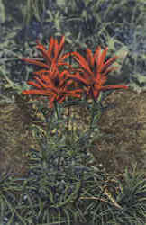 Indian Paintbrush Postcard