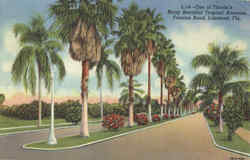 One of Florida's Many Beautiful Tropical Avenues, Frances Road Lakeland, FL Postcard Postcard