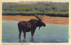 A Bull Moose Postcard