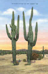 Sahuaro Cactus On The Desert Postcard
