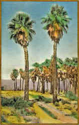 At Thousand Palms Scenic, CA Postcard Postcard