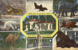 The Zoo in Balboa Park San Diego, CA Postcard Postcard