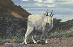 Rocky Mountain Goat Goats Postcard Postcard
