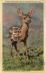 Mule Deer Fawn Yellowstone National Park, WY Postcard Postcard