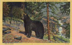 A Black Bear in the wilds of Glacier National Park Postcard Postcard