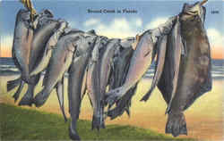 Record Catch in Florida Fishing Postcard Postcard
