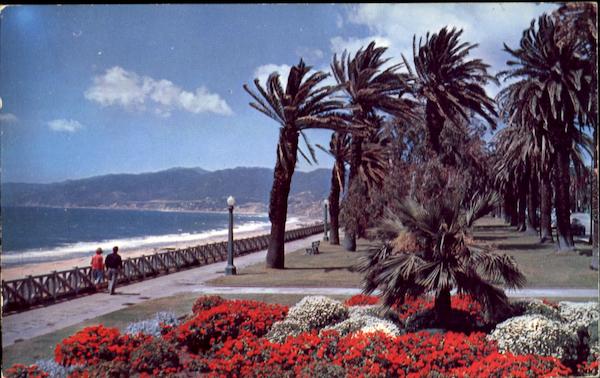 Gorgeous Geranium Bed In Windswept Palisades Park Santa Monica California