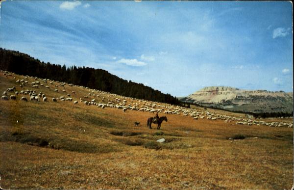 Brand Of Sheep Montana