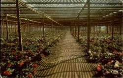 Begonia Gardens Postcard