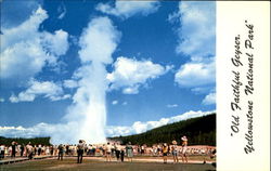 Old Faithful Geyser Yellowstone National Park Postcard Postcard