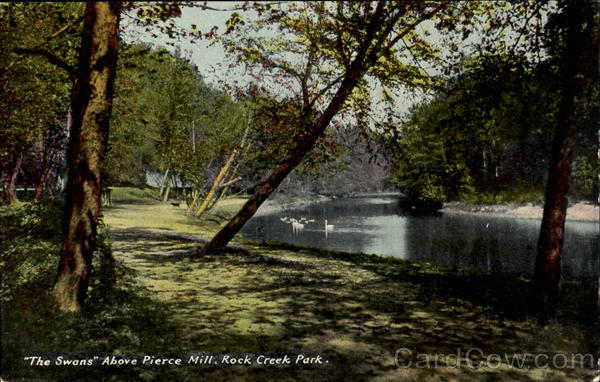 The Swans Above Pierce Mill, Rock Creek Park Washington District of Columbia