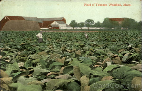 Field Of Tobacco Westfield Massachusetts