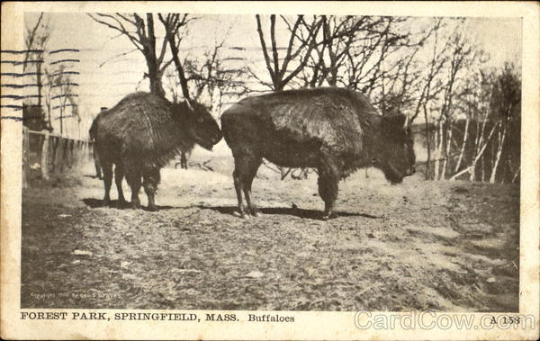Buffaloes, Forest Park Springfield Massachusetts