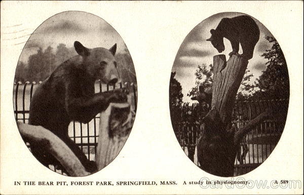 A Study In Physiognomy, Forest Park Springfield Massachusetts