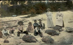 Loggerhead Turtles Caught On Florida Coast Postcard