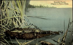 Beautiful Florida Postcard