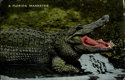 A Florida Maneater Postcard