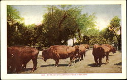 Buffalo In Lincoln Park Postcard