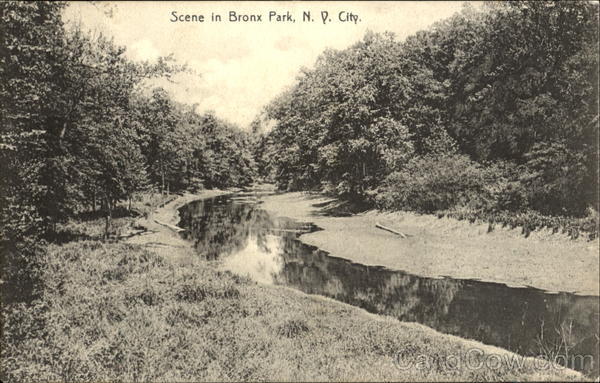Scene In Bronx Park New York