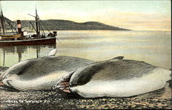 Whales On The Beach Postcard