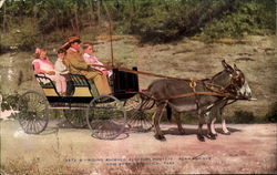 Riding Animals Algerian Donkeys, New York Zoological Park New York City, NY Postcard Postcard