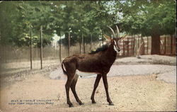 Sable Antelope, New York Zoological Park Postcard Postcard