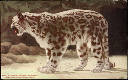 Snow Leopard, New York Zoological Park Postcard