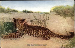 Indian Leopard Cub, New York Zoological Park Postcard