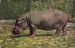 Hippopotamus Pete, New York Zoological Park Postcard