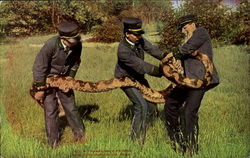 Handling A Python, New York Zoological Park Postcard