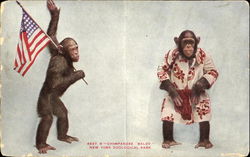Chimpanzee Baldy, New York Zoological Park Monkeys Postcard Postcard