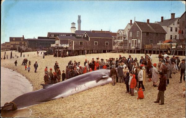 Large Finback Whale Cape Cod Massachusetts