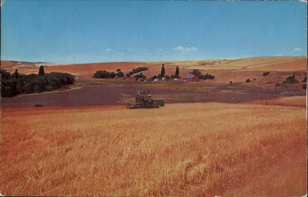 Wheat Harvesting Inland Empire Washington Farming