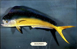 Dolphin Fish Postcard Postcard