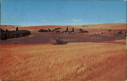 Wheat Harvesting Inland Empire Postcard