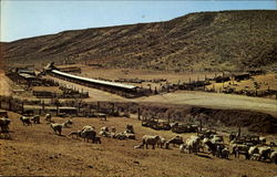 Lambing Camp Mabton, WA Sheep Postcard Postcard