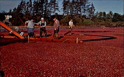 Cranberry Harvest Cranberry Harvest