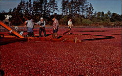 Cranberry Harvest Postcard