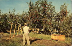 Apple Picking Time Postcard
