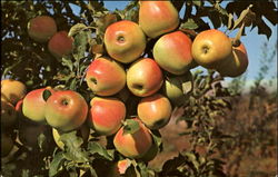 Starkspur Golden Delicious Apples Postcard