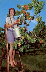 Peach Picking Postcard