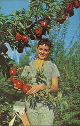 Delicious Apples Washington Fruit Postcard Postcard