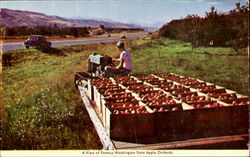 A View Of Famous Washington State Apple Orchards Postcard