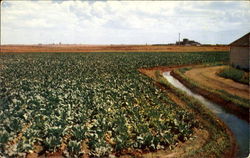 An Irrigated Field Of Sugar Beets Postcard
