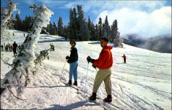 Winter Scene At Hurricane Ridge, Olympic National Park Washington Postcard Postcard