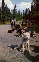 Mt. McKinley National Park Postcard