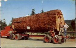 Giant Fir Log Giant Fir Log