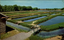 A Section Of The State's Fish Hatchery Postcard